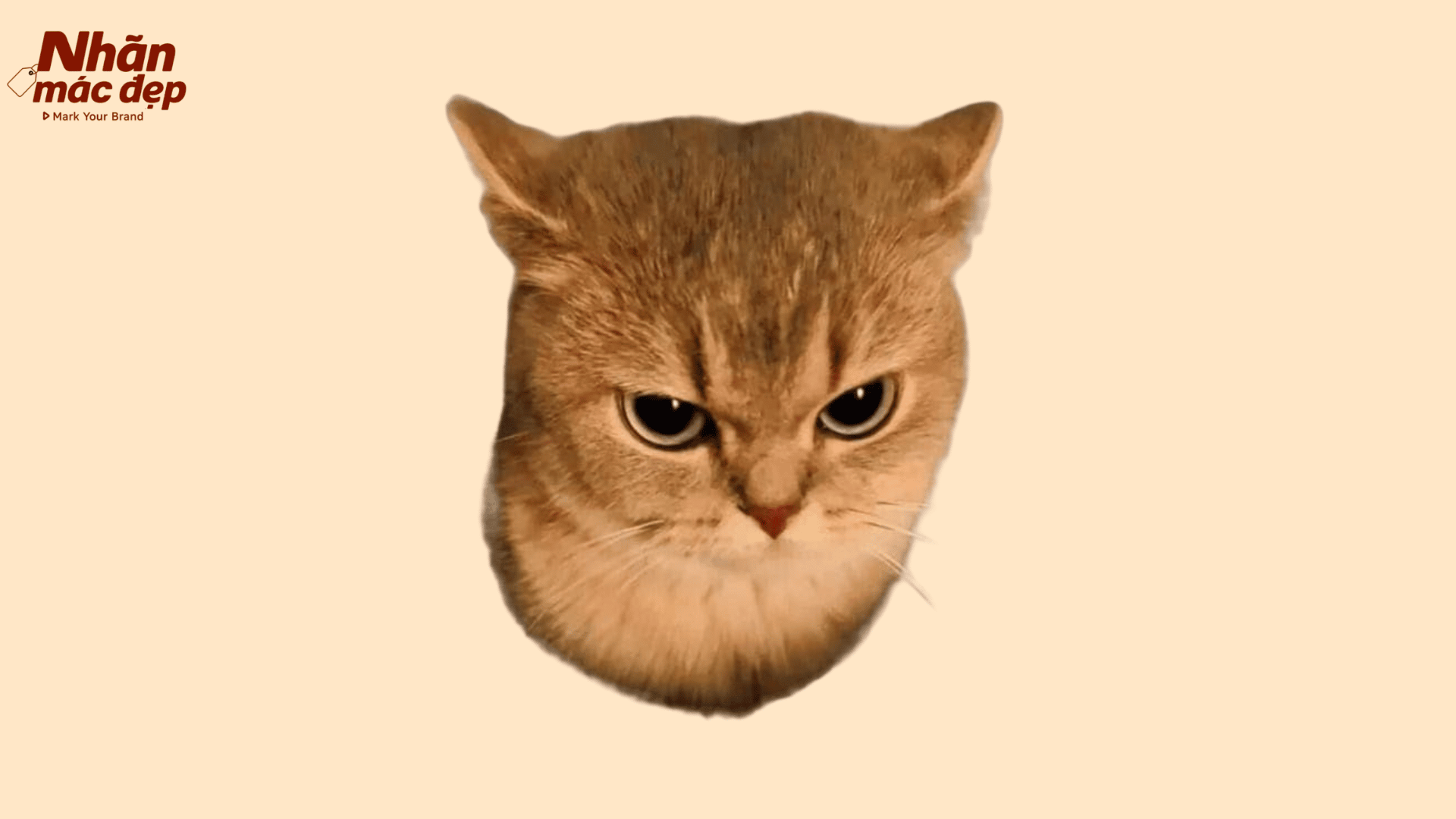 Nhãn Mác Đẹp