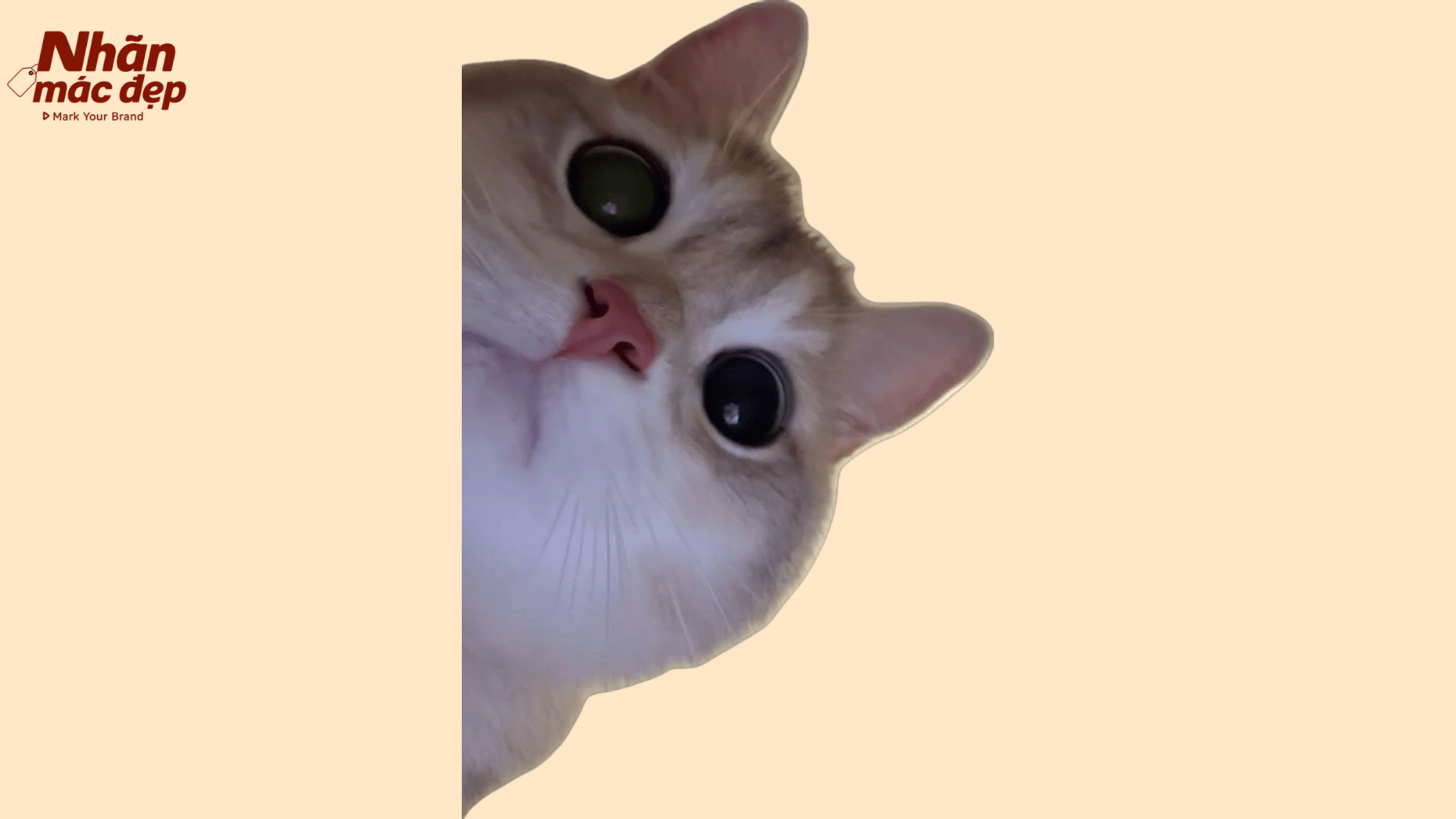 Nhãn Mác Đẹp
